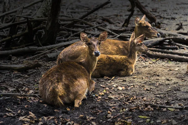 Photos de cerfs sur un fond blanc ont des verbes différents . — Photo