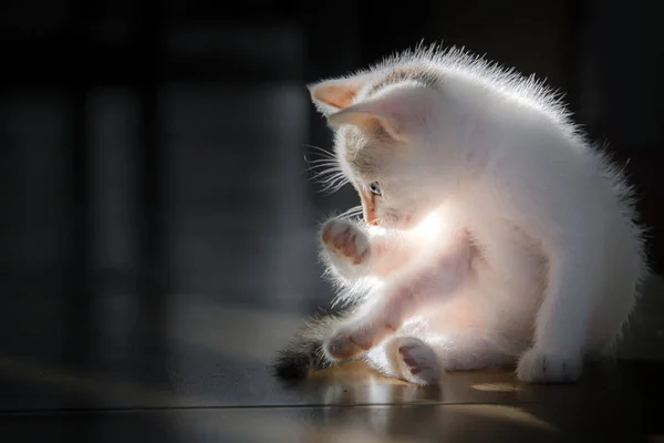 Małe białe koty są lizanie sami oczyścić się. — Zdjęcie stockowe