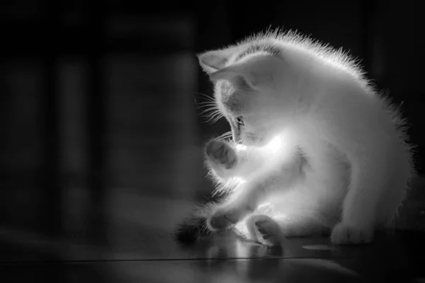 Pequeños gatos blancos se lamen a sí mismos se limpian . — Foto de Stock