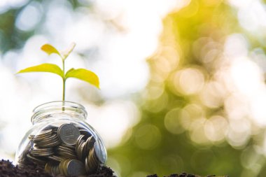 Fideler tasarruf paraları ile cam dikilir. Tasarruf Fikirleri