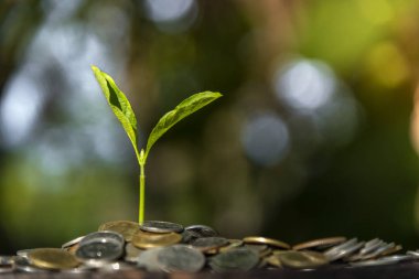 Para ile ağaçlar, para tasarrufu ve eller büyüyen.