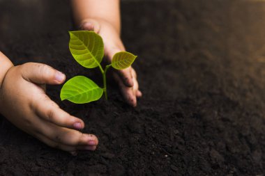 Para ile ağaçlar, para tasarrufu ve eller büyüyen.