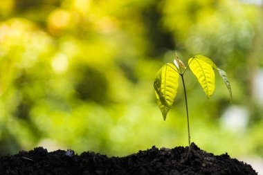 Büyüyen İş Büyüme ve Bitkilerin Finansal Yetiştiriciliği