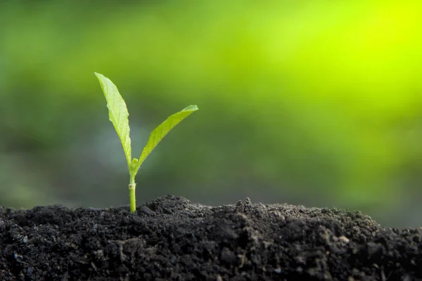 Growth tree Green background with black clay
