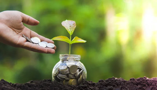 Fideler tasarruf paraları ile cam dikilir. Tasarruf Fikirleri