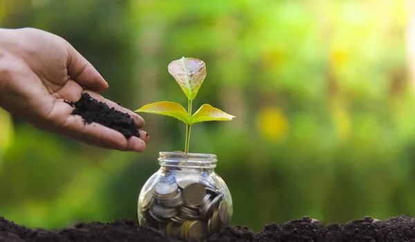 Plantor planterade i glas med besparingar mynt. Besparingar idéer — Stockfoto