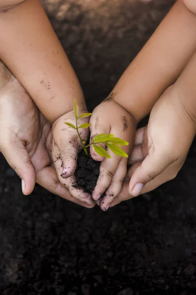Para ile ağaçlar, para tasarrufu ve eller büyüyen.
