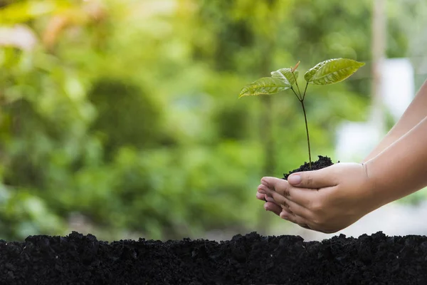 Árboles con dinero, ahorrando dinero y creciendo las manos . — Foto de Stock