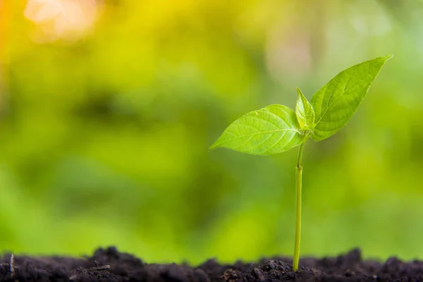 Växande företags tillväxt och finansiell odling av växter från — Stockfoto