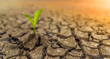 Çevresel restorasyon kavramı çatlak topraklarda fidelerin büyümesi, kurak mevsimde çatlamış toprak küresel ısınmadan etkileniyor, iklim değişikliğine ve su sıkıntısına neden oluyor..