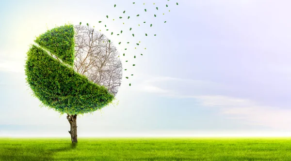 Круговая Диаграмма Является Растущим Зеленым Деревом Входит Бизнес Концепцию Потери — стоковое фото