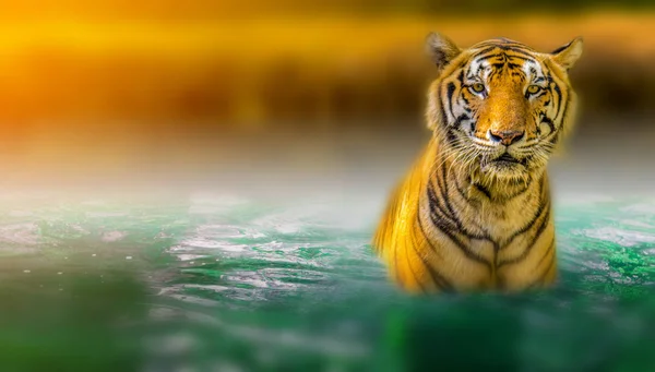 Tigre Caminhando Luz Dourada Uma Caça Animal Selvagem Verão Áreas — Fotografia de Stock