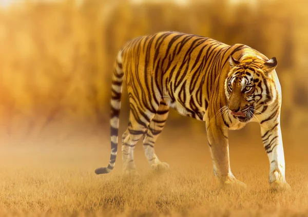 黄金の光の中を歩く暑い 乾燥した地域と美しい虎の構造で夏の野生動物狩りです — ストック写真