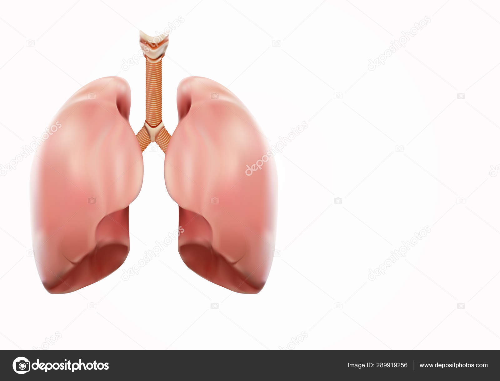 Cartoon lungs Stock Photos, Royalty Free Cartoon lungs Images | Depositphotos Cartoon lungs Stock Photos, Royalty Free Cartoon lungs Images | Depositphotos