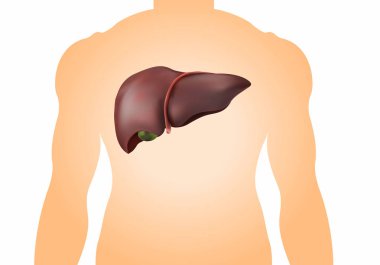 İnsan karaciğeri görüntü gerçekçi, sağlıklı ve komple.