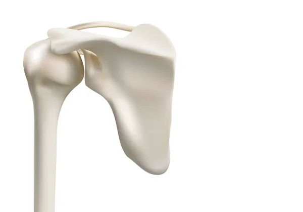 İnsan omuz kemiklerinin hassas tıbbi 3D görüntüleri