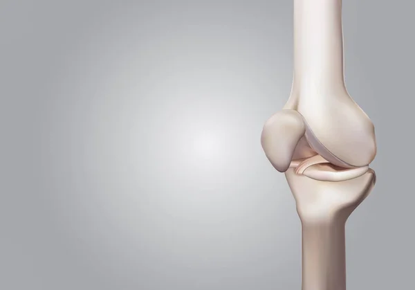 Representación en 3D, ilustraciones de la ciencia de la rodilla humana y médica — Foto de Stock