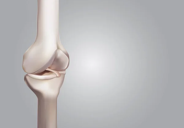 Representación en 3D, ilustraciones de la ciencia de la rodilla humana y médica — Foto de Stock