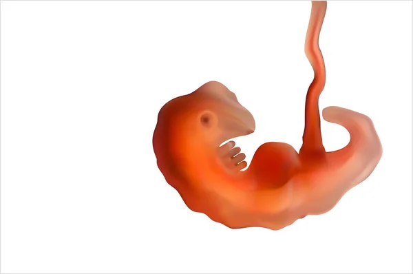 Baby i moderns livmoder som illustreras med röda toner — Stockfoto