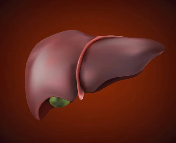 A imagem do fígado humano é realista, saudável e completa . — Fotografia de Stock