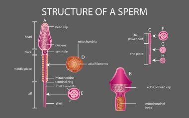 Bir sperm insan spermidir. Beyaz sırtlı.