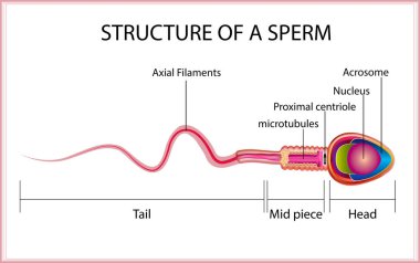 One sperm is human semen. In the white back clipart