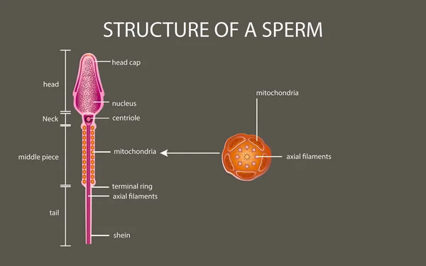 Bir sperm insan spermidir. Beyaz sırtlı. — Stok fotoğraf