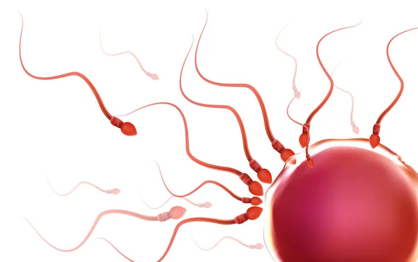 Ein Sperma ist menschliches Sperma. Im weißen Rücken — Stockfoto