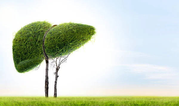 Реалистичные Изображения Печени Являются Человеческими Зелеными Деревьями Формы Болезнях Циррозе — стоковое фото