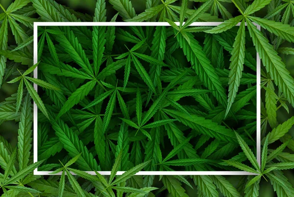 Marijuana leaf illustrations on cannabis Dark background, beautiful background, top corner picture