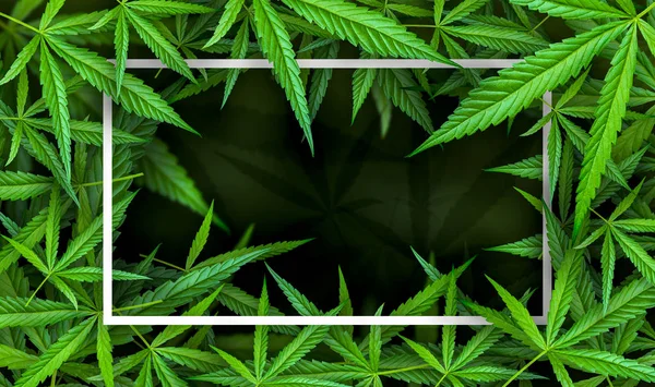 Marijuana leaf illustrations on cannabis Dark background, beautiful background, top corner picture