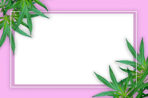Ilustrace Marihuany Listové Listy Konopí Tmavé Pozadí Krásný Obraz Nejlepší — Stock fotografie