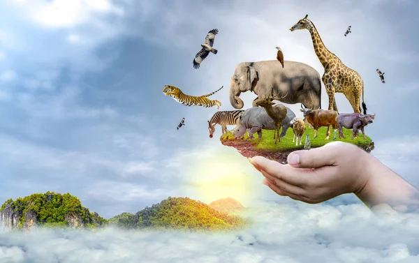 Yaban Hayatı Koruma Günü Vahşi hayvanlar eve. Veya yaban hayatı koruma