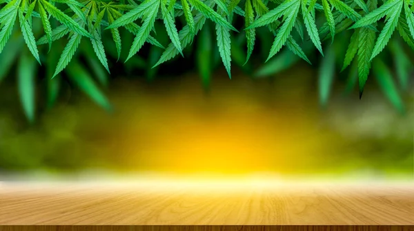 Marihuanové Listy Konopná Olejová Fotografie Tmavé Pozadí Krásné Pozadí — Stock fotografie