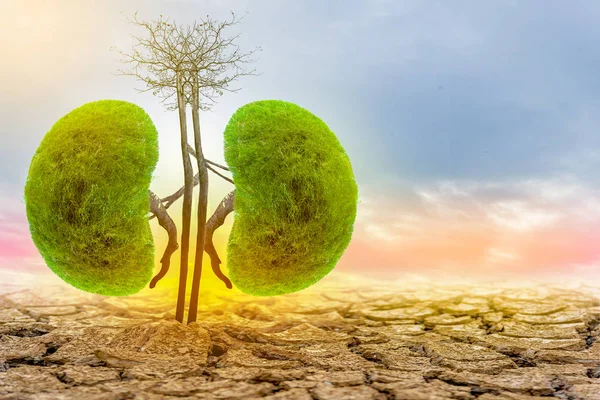 İnsan böbreği 3D kendini korumak için yeteneği olan bir rahip olarak hevesli bir toplayıcı olarak tıbbi liderlik sunuyor.