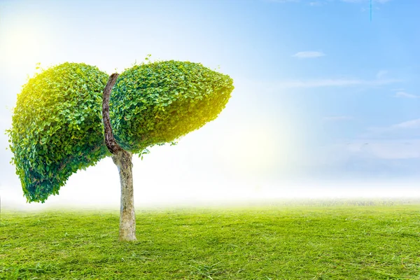 Gerçekçi karaciğer görüntüleri hastalıklar ve siroz (çevre hakkında insan yeşil ağaç şekilleri).