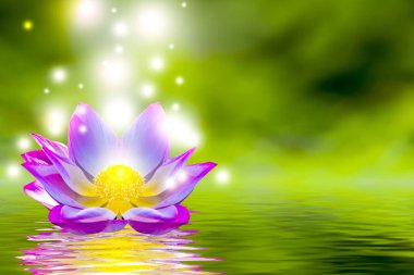 Havuzda güzel bir pembe lotus çiçek veya lotus çiçek