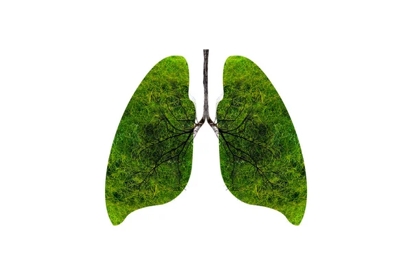 Imágenes Forma Árbol Verde Pulmón Conceptos Médicos Autopsia Visualización Animales —  Fotos de Stock