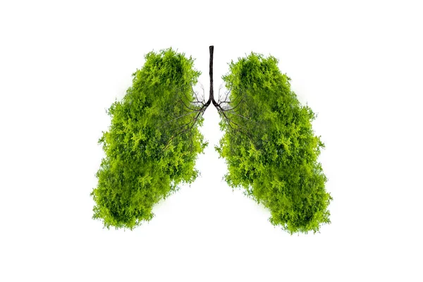 Lung Green Tree Shaped Images Medical Concepts Autopsy Display Animals — Stock Photo, Image