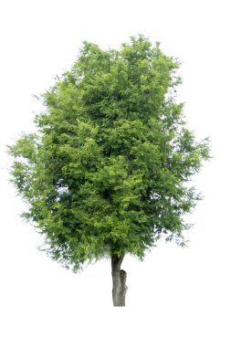 Bonsai ağacı, yeşil yapraklar, beyaz arka plan üzerinde izole Doğal nesneler