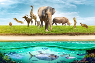 Yaban Hayatı Koruma Günü Vahşi hayvanlar eve. Veya yaban hayatı koruma