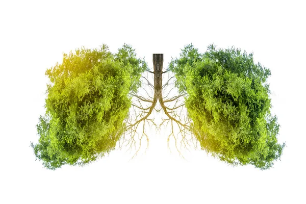 Immagini Forma Albero Verde Polmone Concetti Medici Autopsia Visualizzazione Animali — Foto Stock