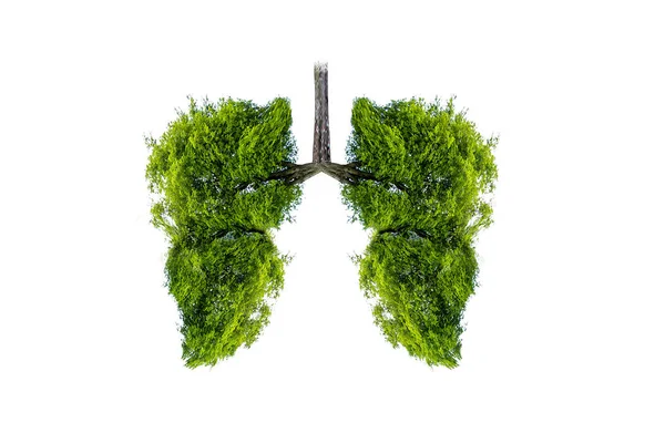 Lung Green Tree Shaped Images Medical Concepts Autopsy Display Animals — Stock Photo, Image