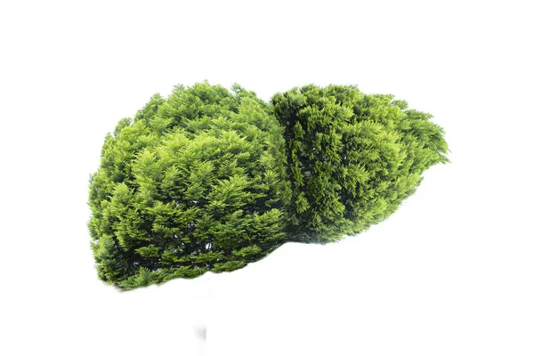 Realistyczne Obrazy Wątroby Ludzkie Zielone Kształty Drzew Chorobach Marskości Środowisko — Zdjęcie stockowe