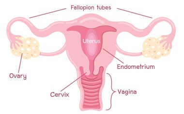 İnsan anatomisi kadın üreme sistemi, kadın üreme organları. Organ yerleşim şeması rahim, rahim ağzı, yumurtalık, fallop tüp ikonu.