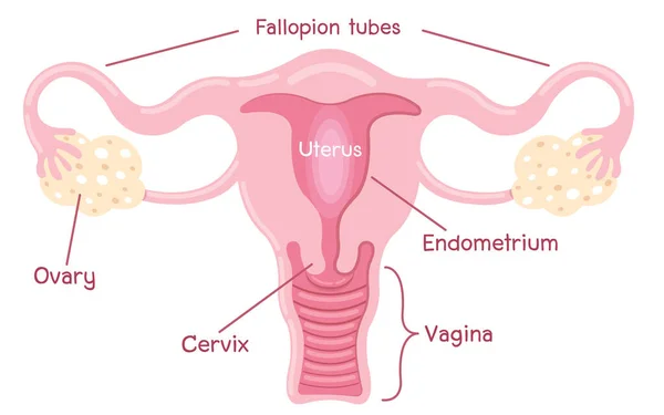 Anatomia Humana Sistema Reprodutor Feminino Órgãos Reprodutivos Femininos Esquema Localização — Fotografia de Stock