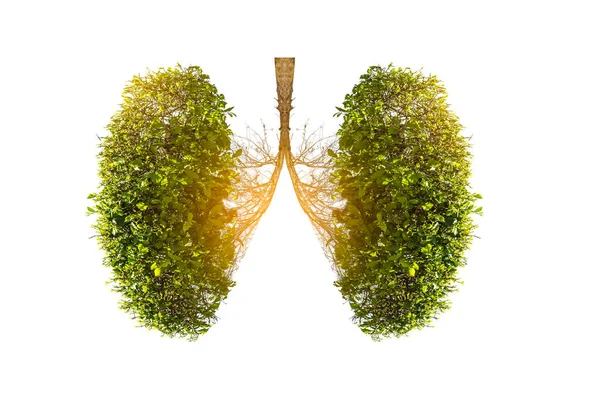 Ilustración Del Árbol Pulmonar Medio Ambiente Medicina —  Fotos de Stock