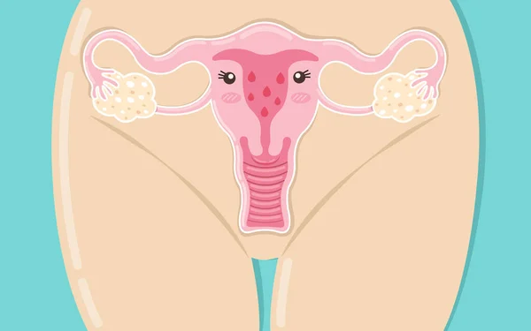 Anatomía Humana Sistema Reproductivo Femenino Órganos Reproductivos Femeninos Esquema Localización —  Fotos de Stock