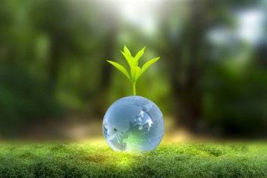 Yenilenebilir enerji konsepti Dünya Günü veya çevre koruma Elleri toprakta yetişen ormanları korur ve dünyayı kurtarmaya yardım eder.