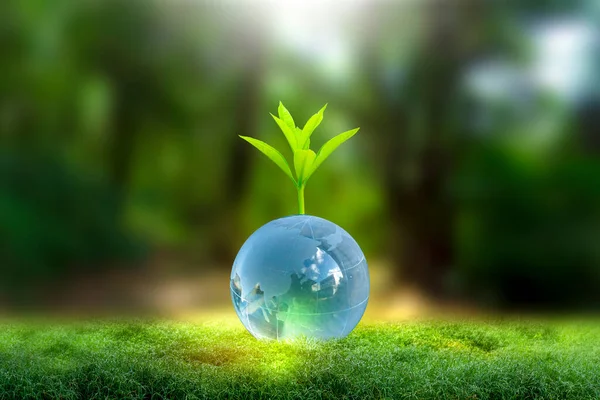 Yenilenebilir enerji konsepti Dünya Günü veya çevre koruma Elleri toprakta yetişen ormanları korur ve dünyayı kurtarmaya yardım eder.